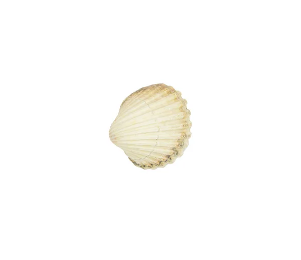 Morski Skorupa Odizolowany Biały Tło Shell Seashell Lub Conch Izolowane — Zdjęcie stockowe