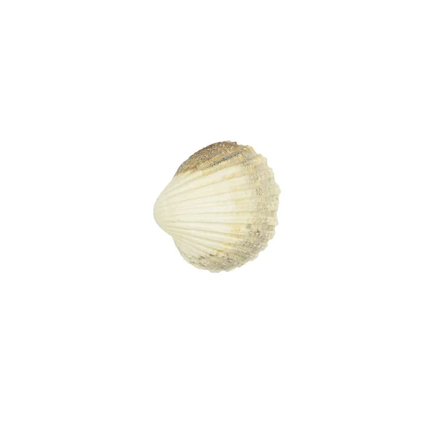 Coquille Isolée Sur Fond Blanc Coquille Coquille Conque Isolé Sur — Photo