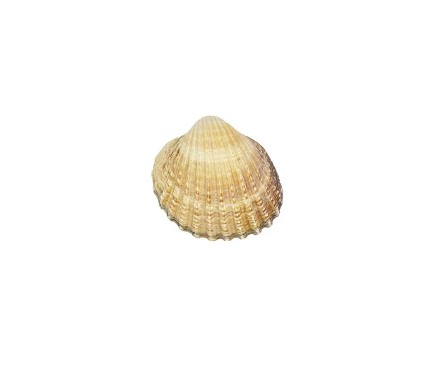 Conchiglia Isolata Fondo Bianco Shell Seashell Conch Isolato Sfondo Bianco — Foto Stock