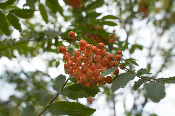 Amadurecido Rowan Berry Fundo Outono — Fotografia de Stock