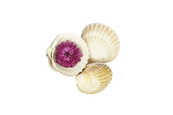 Tres Conchas Marinas Con Una Flor Crisantemo Rosa Aislada Sobre — Foto de Stock