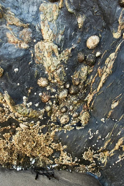 Een Close Van Schelpen Een Rots Aan Een Strand Bij — Stockfoto