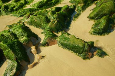 Gündüz yeşil yosunlu Rocky plajı, deniz arka planında..