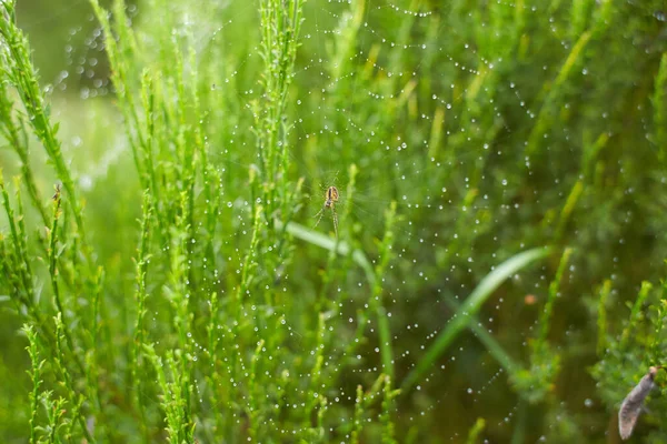 The spider in the forest weaves its strong webs. spider web in the dew.