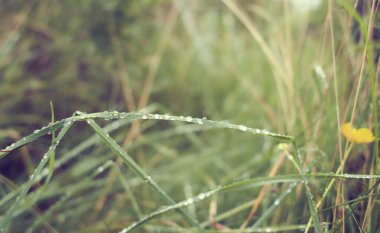 Taze yeşil çimenlerin üzerine su damlıyor. Yeşil çimen arka planı. Sabah çiğ taneleri