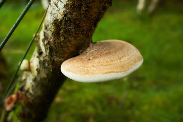 Giftiga Svampar Stammen Gammalt Träd Täckt Med Grönt Lavar Höstskogen — Stockfoto