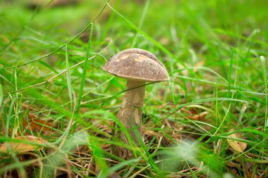 Ormanda kesilmiş mantarlar. Ormanda mantar. Kapat.