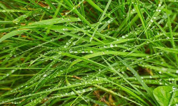 Water Drops Fresh Green Grass Background Green Grass Background Dew — Stock Photo, Image