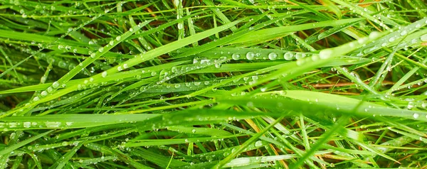 Gotas Agua Sobre Fondo Hierba Verde Fresca Fondo Hierba Verde —  Fotos de Stock