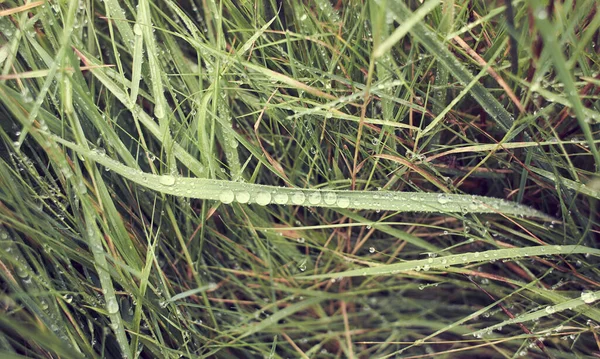 新鮮な緑の草の背景に水が落ちる 緑の草の背景 朝の露 — ストック写真