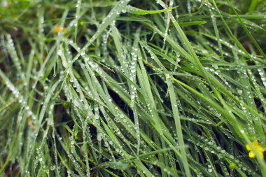 Taze yeşil çimenlerin üzerine su damlıyor. Yeşil çimen arka planı. Sabah çiğ taneleri