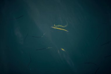 Deniz suyunda küçük kumsal balıkları.