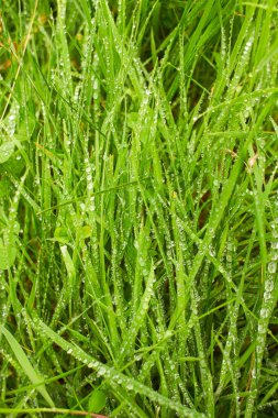 Taze yeşil çimenlerin üzerine su damlıyor. Yeşil çimen arka planı. Sabah çiğ taneleri