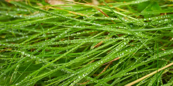 新鮮な緑の草の背景に水が落ちる 緑の草の背景 朝の露 — ストック写真