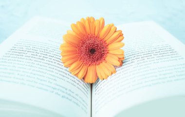 Turuncu gerbera çiçeği ve açık mavi ışık ile açık bir kitap 
