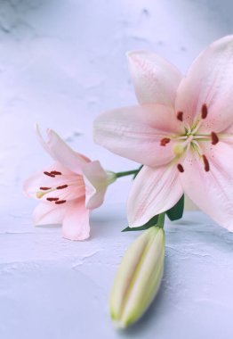 Beyaz arkaplanda tomurcuklanmış iki pembe zambak çiçeği