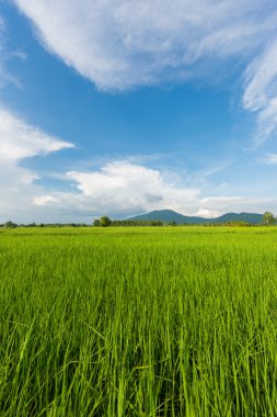 pirinç tarlaları ve mavi gökyüzü