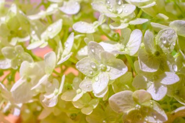 Çiğ taneleriyle kaplı beyaz çiçeklerin makro fotoğrafı