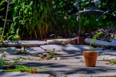 Küçük seramik sürahi, yeşilliğin arka planında saksıda bitki var.