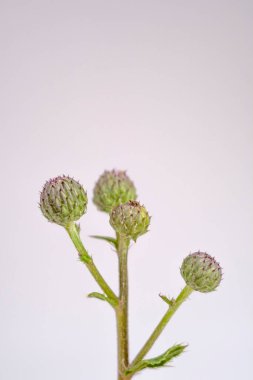 Beyaz kağıt arka planda yeşil dulavratotu fotoğrafı