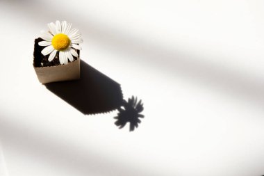 Topraklı geri dönüşümlü kağıttan yapılmış bir çantada küçük bir papatya çayı.