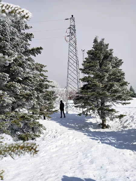 Birisi Kışın Ağaçlar Elektrik Direklerinin Arasında Yürüyor Beyaz Siyah — Stok fotoğraf