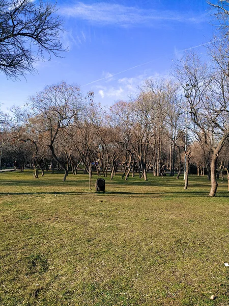 Photo Cut Tree Middle Large Lawn Also View Blue Sky — Stock Photo, Image