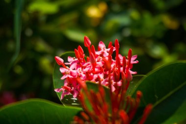 Bir demet kırmızı çiçek ve yapraklar.