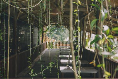 Akan bitkiler ahşap kulübenin çatısından düşer.