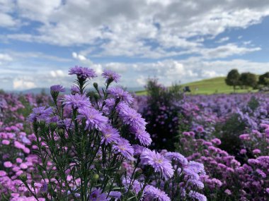 Yakın plan mor papatyalar. Güzel gökyüzünde geniş bir tarlada açan papatyalar..