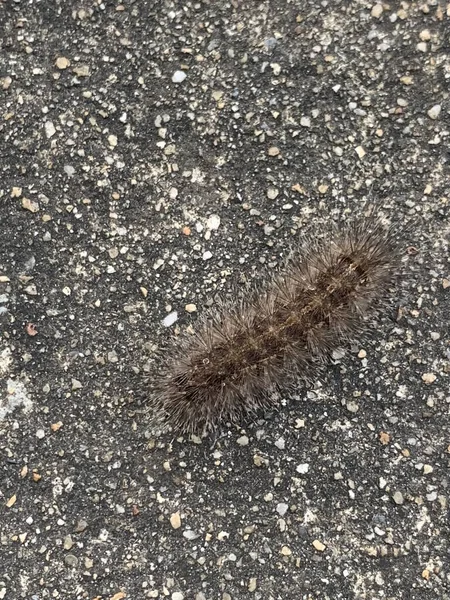 Close Caterpillar Ground — стоковое фото