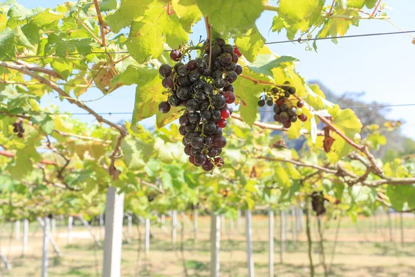 Red grape on the tree — Stock Photo, Image