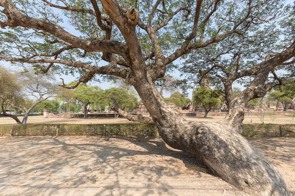 Big old tree — Stok fotoğraf