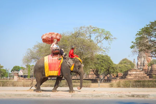 Elefante ambulante em Ayutthaya — Fotografia de Stock