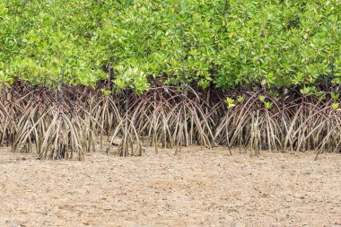 Kumsalda mangrov ağaç