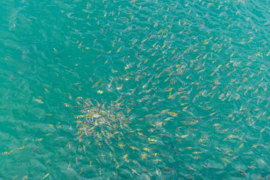 Sarı besleme avlanır