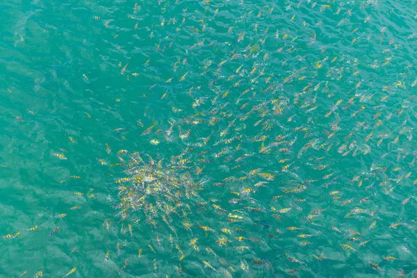 Sarı besleme avlanır