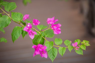 Bougainvillea çiçek ve yaprak