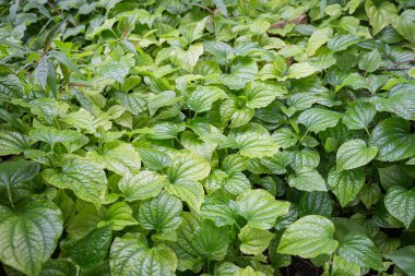 Tembul yaprak büyümek yere