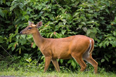 Yeşil ağaçlı vahşi geyik