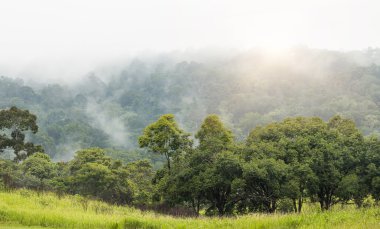 Sis gündoğumu ile uçan ile orman