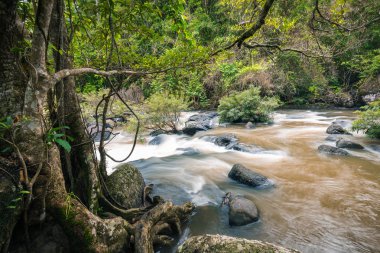 Yağmur ormanındaki güçlü çamur Nehri