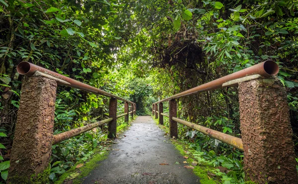 热带森林里桥 — 图库照片