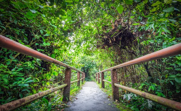 Camino dentro del bosque tropical — Foto de Stock