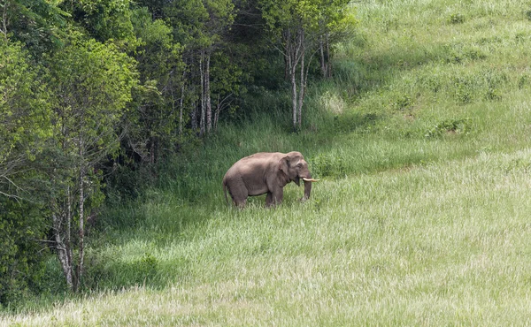 Άγριο ελέφαντα που βγαίνουν από τα δέντρα — Φωτογραφία Αρχείου