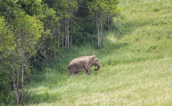 Άγριο ελέφαντα που βγαίνουν από το δέντρο — Φωτογραφία Αρχείου