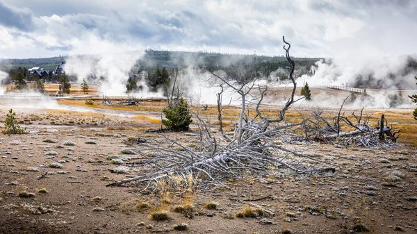 Hot Area Steam Boiling Geysers Ground Dead Trees Old Faithful — Stock Photo, Image