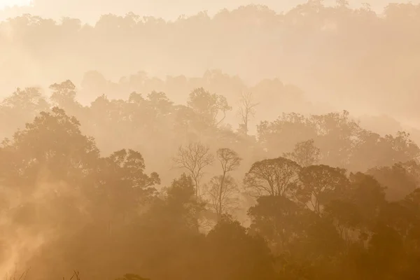 Tropical rainforest in layers covered with fog and mist in warm tone in morning.