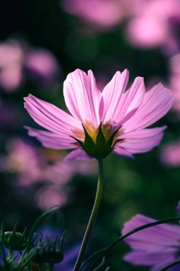 Çiçek açan pembe kozmos çiçeğine yakından odaklan. Karanlık ortamda güneş ışığına dokun..