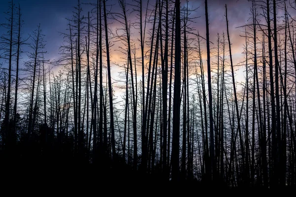 Cena Dramática Céu Crepúsculo Com Árvores Mortas Silhuetas — Fotografia de Stock